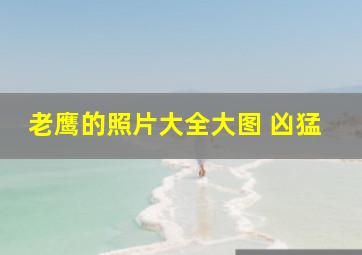 老鹰的照片大全大图 凶猛